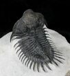 Arched Delocare (Saharops) Trilobite - Great Eyes & Spines #23296-3